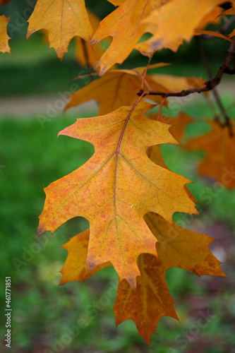 Orange oak leaf