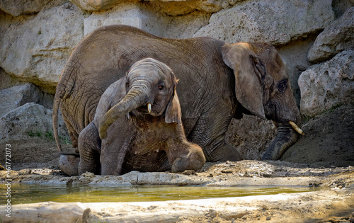 elephant cow and youngster in a mud wallow photo