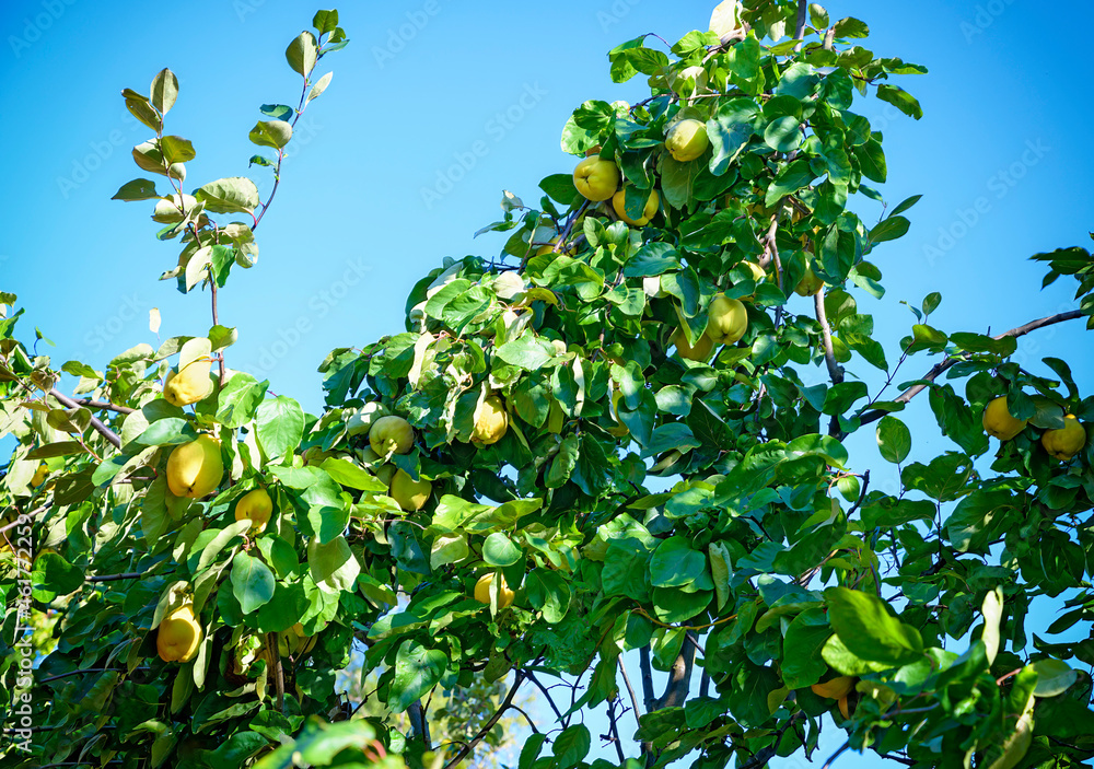  top of a pear quince tree with ripe fruits before blue sky
