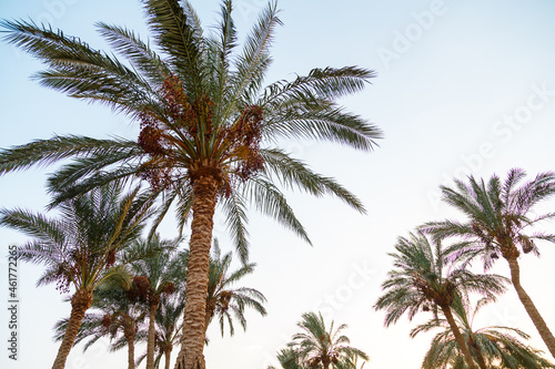 Date palms against the background of the sky colored with reflections of the sun. © finist_4