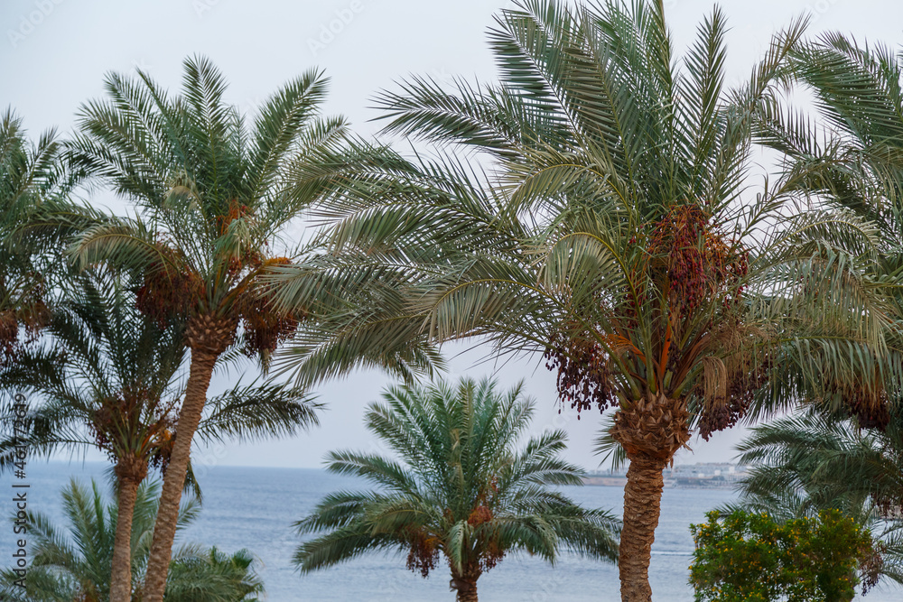 Date palms tops against the background of the sea and blue sky.