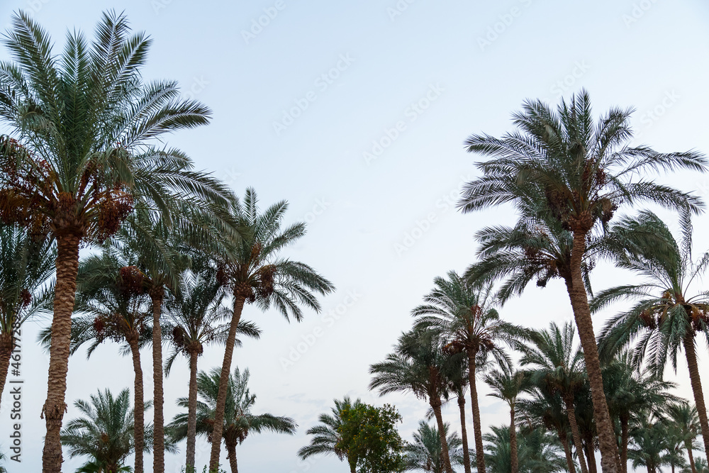 Tops of date palms with fruits against a light blue sky.