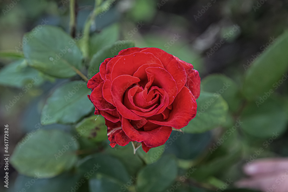 Red rose flower blooming in roses garden on background red roses flowers. Red rose flower blooming in roses garden on background red roses flowers.