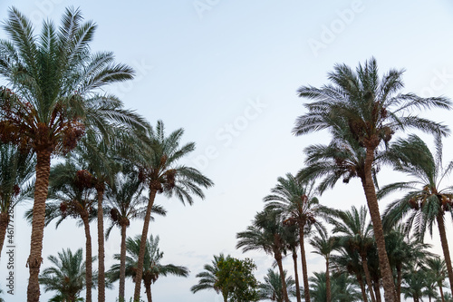 Tops of date palms with fruits against a light blue sky. © finist_4