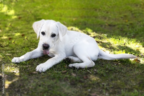 Yellow labrador retriever lying in green grass