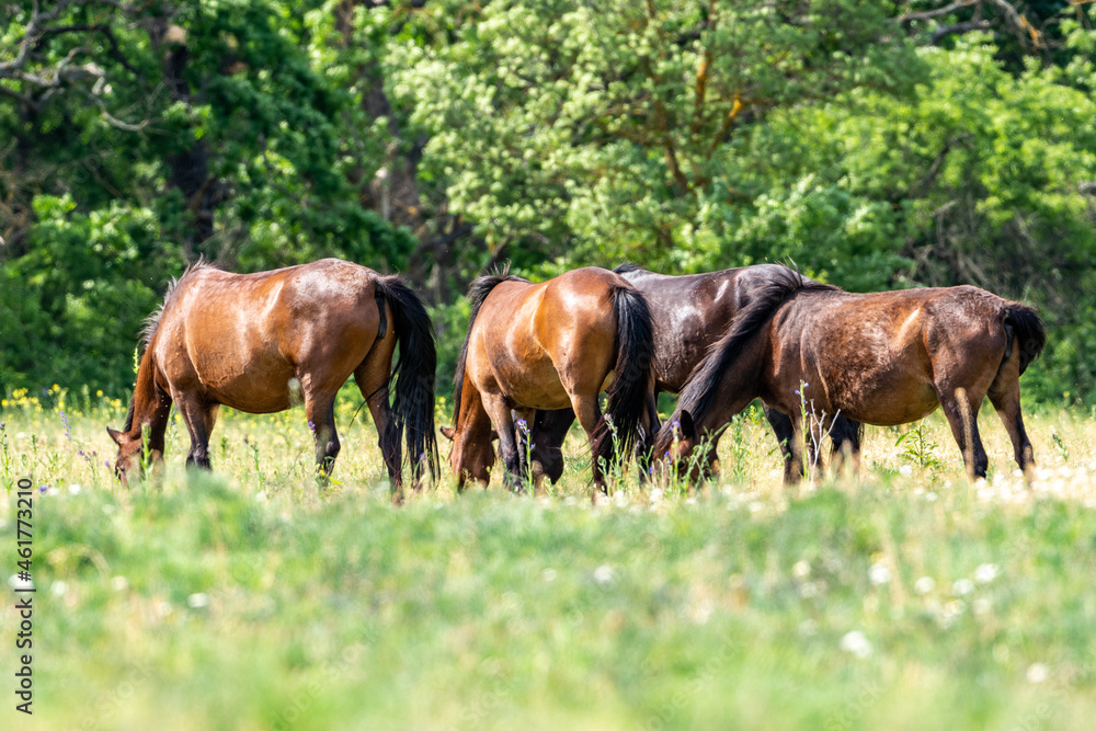 herd of wild horses grazing in the meadow, letea forest, romania herd of wild horses grazing in the meadow, letea forest, romania