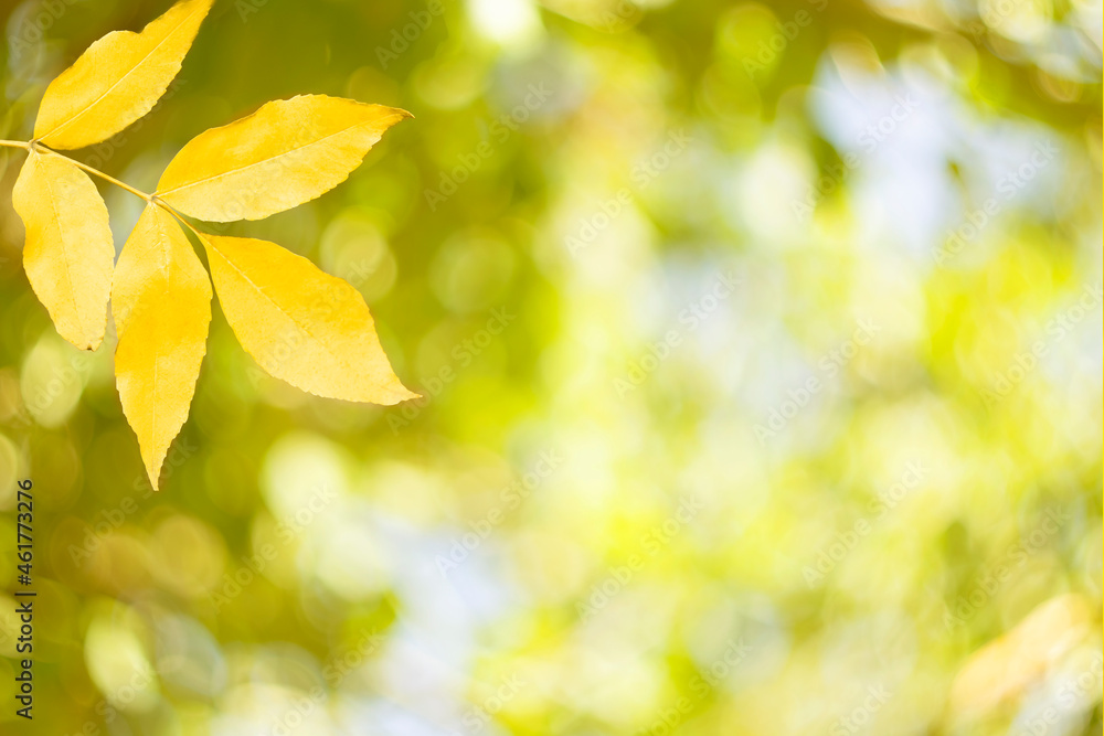 Autumn leaves of ash tree in autumn park. Defocus eco background Autumn leaves of ash tree in autumn park. Defocus eco background