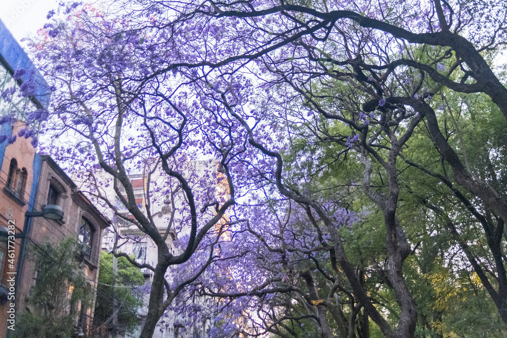 Beautiful view of jacaranda trees in street from Mexico City Beautiful view of jacaranda trees in street from Mexico City