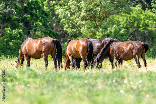 herd of wild horses grazing in the meadow, letea forest, romania