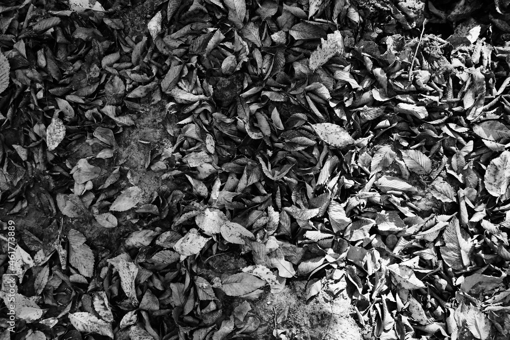 Leaf litter background in black and white. Leaf litter background in black and white.