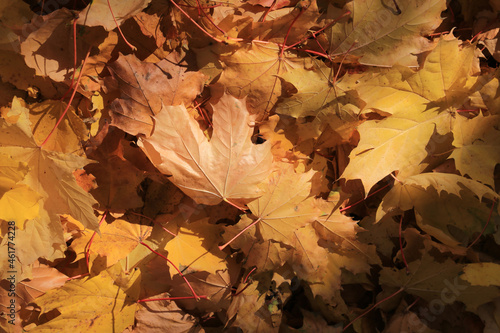fallen maple leaves underfoot illuminated by sunlight