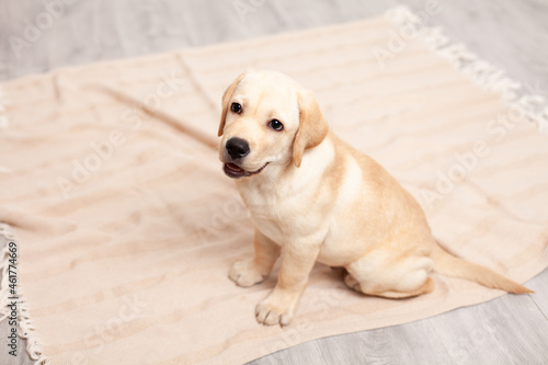 Cute Labrador puppy sits on the floor under the blanket of the house. Pet. Dog.