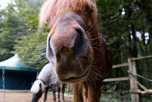 Close up of the snout of a brown Icelandic horse