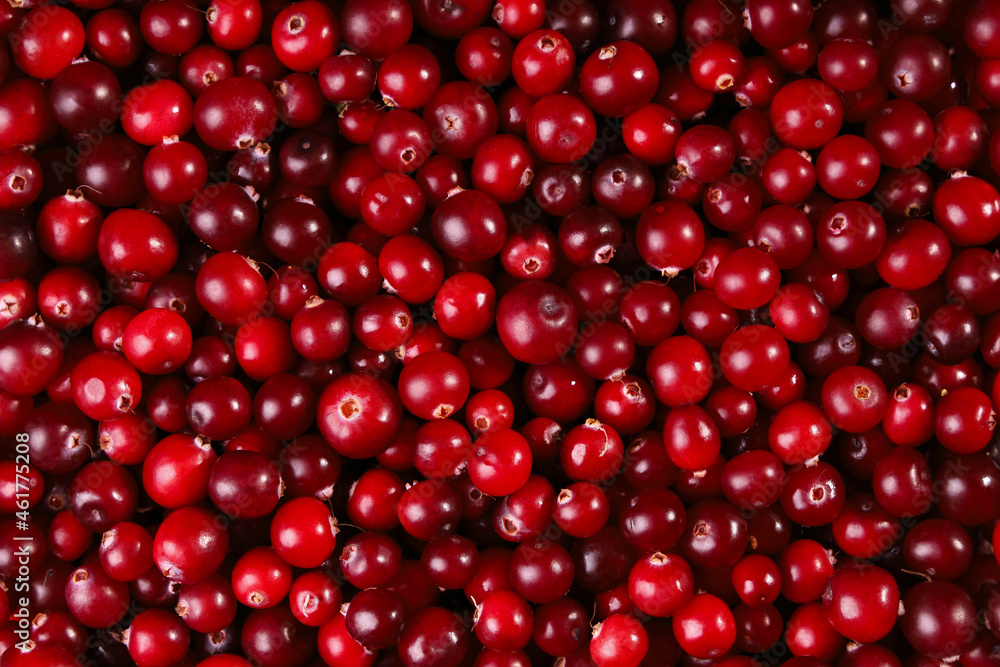 Cranberry red food background, vitamin harvest, closeup of surface Cranberry red food background, vitamin harvest, closeup of surface