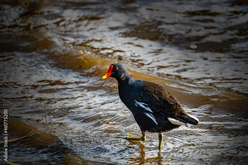Moorhen on the water's edge.  Photographed in South Africa. © Jurie