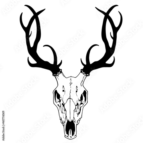 drawing of a deer skull with antlers on a white background