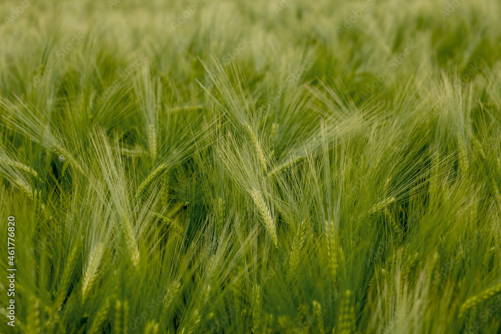 Ripening ears of meadow wheat field. Rich harvest Concept. Ears of green wheat close up. Ripening ears of meadow wheat field. Rich harvest Concept. Ears of green wheat close up.