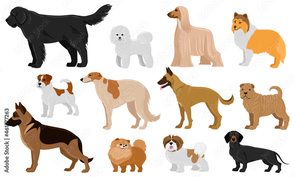 Cartoon puppy dogs breeds pets cute characters. Dachshund, shepherd, malinois and jack russell terrier vector illustration set. Domestic collie and shar pei dogs