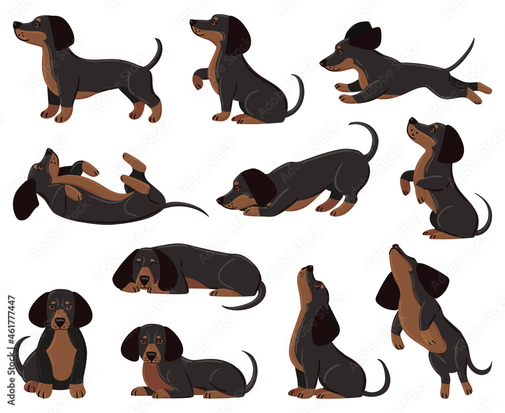 Cute cartoon dachshund dog breed in various poses. Dachshund adorable character sleeping, walking, playing vector illustration set. Domestic dachshund pet