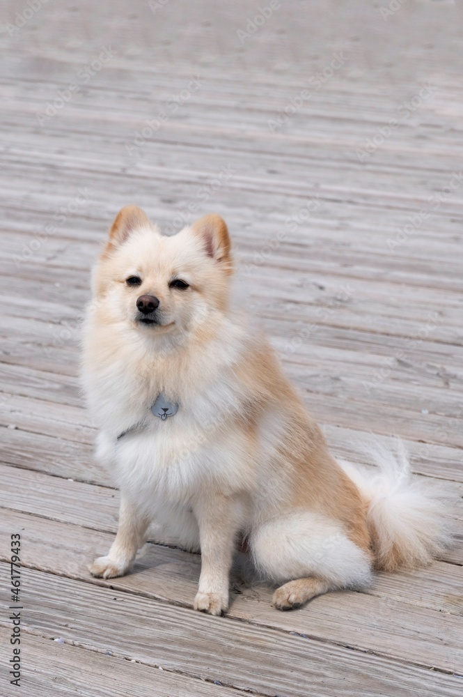 White pomeranian spitz sitting on the deck White pomeranian spitz sitting on the deck