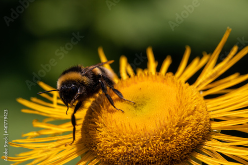 bumblebee on yellow flower © Sławomir Bodnar