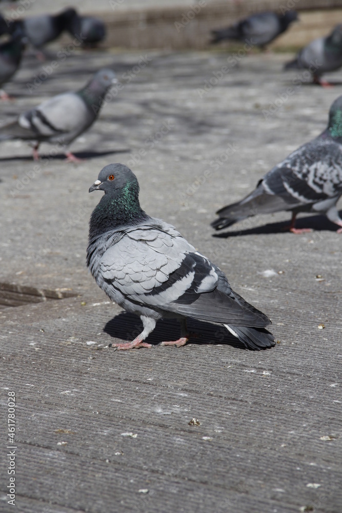 Obraz premium pigeon on the street