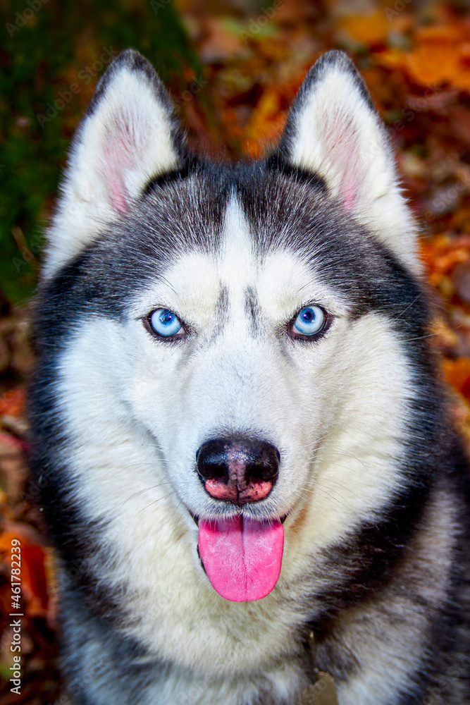 Portrait of Siberian Husky dog in autumn close up