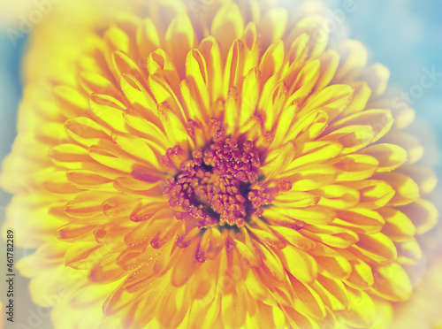 Big orange chrysanthemum  close up  floral autumn background