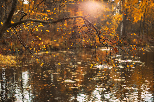 Autumn. Golden autumn. Yellow leaves. Reflection in the lake. Circles on the water.