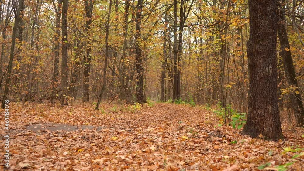 autumn forest with a path covered with foliage autumn forest with a path covered with foliage
