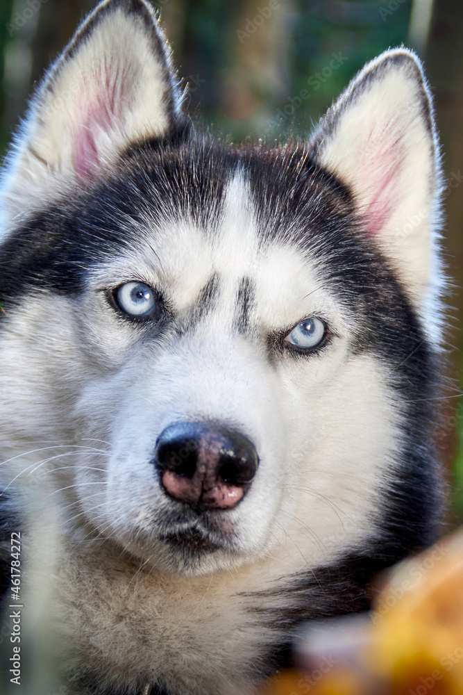 Black and white Siberian husky with blue eyes, close up.