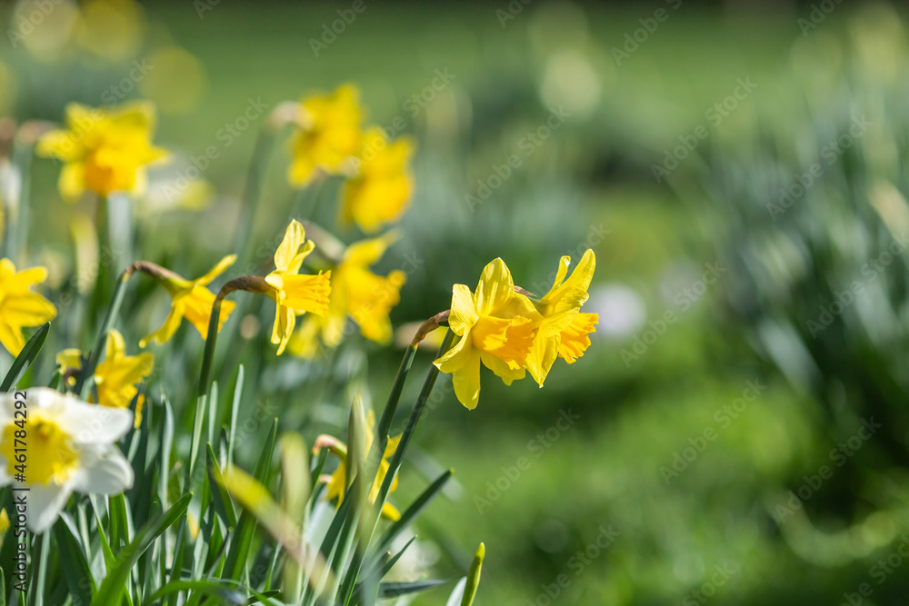 Daffodils growing in a garden in Sussex in early spring, with a shallow depth of field