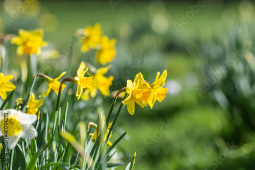 Daffodils growing in a garden in Sussex in early spring, with a shallow depth of field © lemanieh