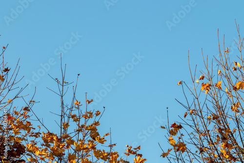  Yellow maple leaves on blue background sky. Autumn