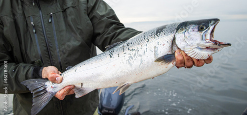 Картината върху платно Fresh caught wild Coho Salmon fish held over the Puget Sound in Washington State