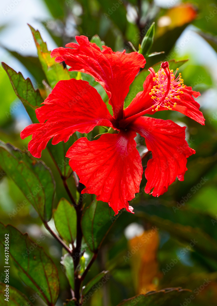 Hibiscus, llamado comúnmente hibiscos, es un género de unas 150 especies aceptadas, de las más de 1000 descritas, de la familia Malvaceae, originarias de las regiones tropicales y subtropica Hibiscus, llamado comúnmente hibiscos, es un género de unas 150 especies aceptadas, de las más de 1000 descritas, de la familia Malvaceae, originarias de las regiones tropicales y subtropica