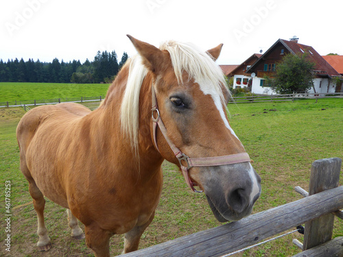 a blond mare looking at the passers-by in Steingaden (Bavaria) 