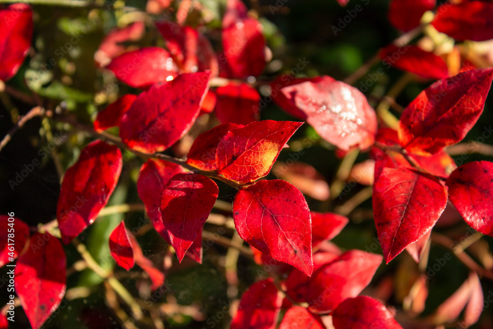 autumn bush with blueberry leaves. vaccinium corymbosum leaves bright burgundy red color in the garden in fall. gardening and nature concept. natural beautiful colors of autumn. banner autumn bush with blueberry leaves. vaccinium corymbosum leaves bright burgundy red color in the garden in fall. gardening and nature concept. natural beautiful colors of autumn. banner