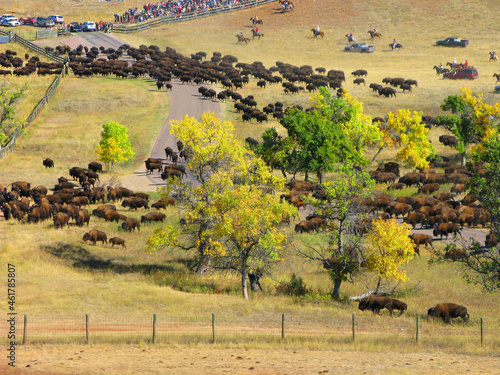 Buffalo Roundup - A herd of 1500 buffalo are being rounded up for sorting, branding and vaccinations at Custer State Park in the Black Hills of South Dakota photo