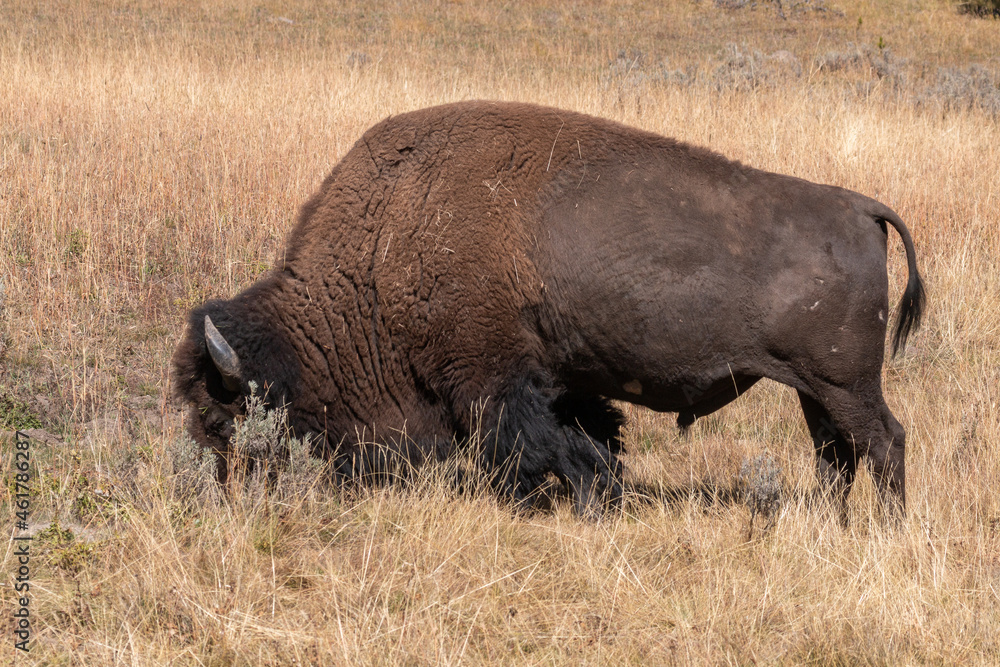 Bull Bison Grazing in Yellowstone National Park Bull Bison Grazing in Yellowstone National Park