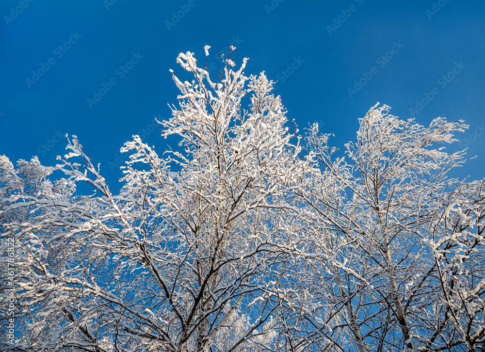 Winter in the park. Winter landscape. Frost on tree branches against the blue sky Winter in the park. Winter landscape. Frost on tree branches against the blue sky