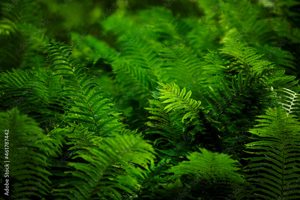 Fern close up, background of fern leaves Fern close up, background of fern leaves