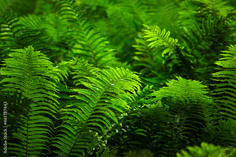 Fern close up, background of fern leaves Fern close up, background of fern leaves