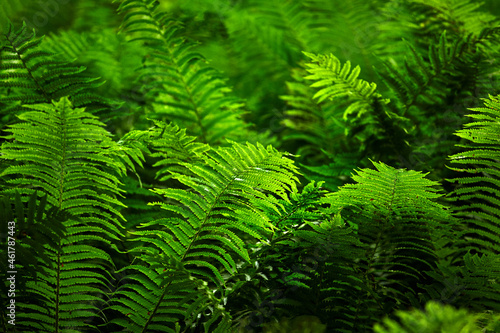 Fototapeta Naklejka Na Ścianę i Meble -  Fern close up, background of fern leaves