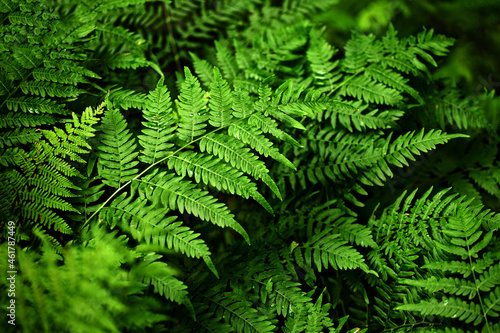 Fern close up  background of fern leaves