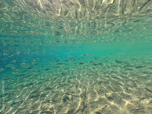 Underwater split photo of famous bay and sandy turquoise beach of Fanari with crystal clear calm sea and rich aquatic life in Ionian island of Meganisi, Greece photo