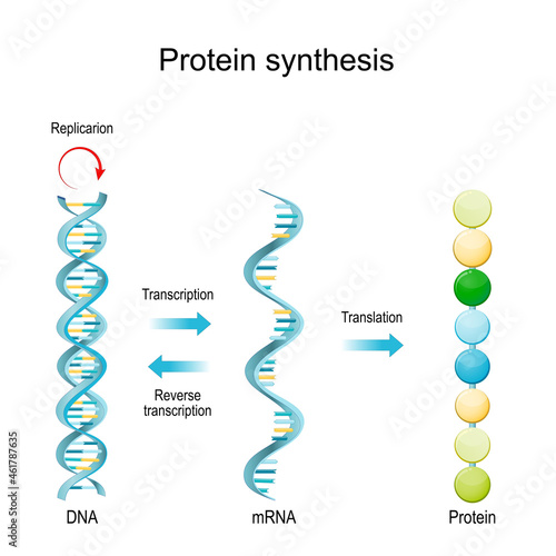 DNA Replication, RNA, mRNA, Protein synthesis, Transcription and translation.