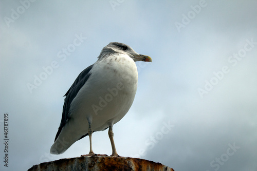 Segull on the pier