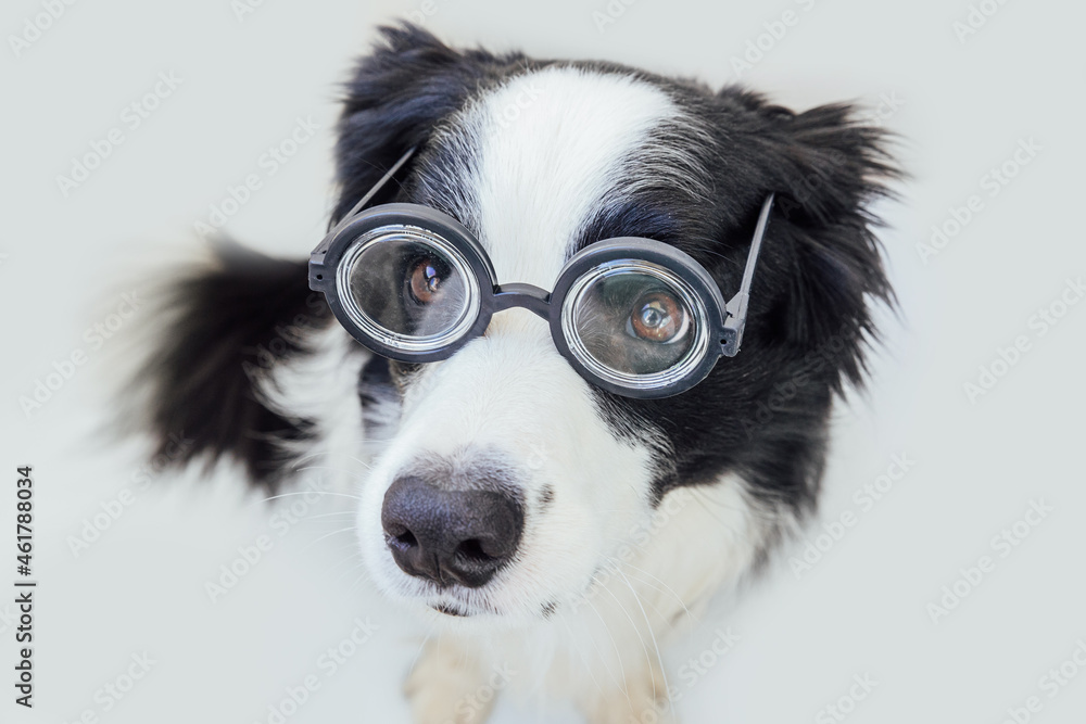 Fototapeta premium Funny portrait of puppy dog border collie in comical eyeglasses isolated on white background. Little dog gazing in glasses like student professor doctor. Back to school. Cool nerd style. Funny pets.