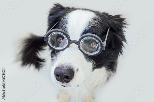 Funny portrait of puppy dog border collie in comical eyeglasses isolated on white background. Little dog gazing in glasses like student professor doctor. Back to school. Cool nerd style. Funny pets.